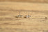 Piggy Bank Sterling Studs